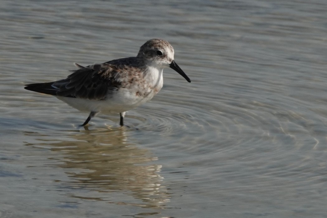 Little Stint