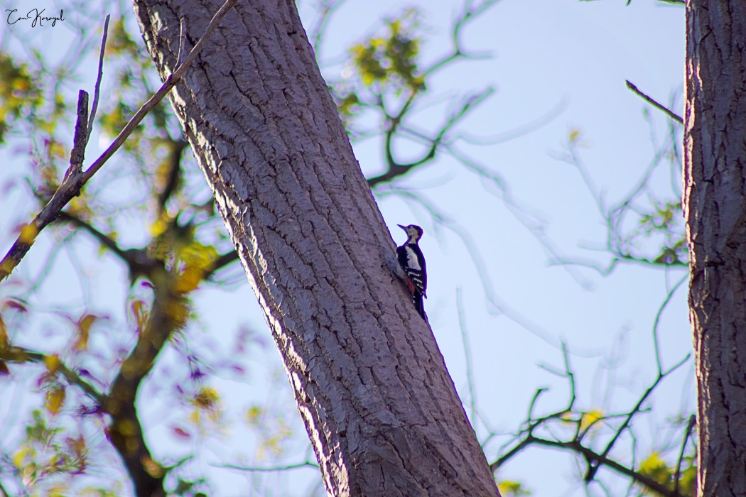 Syrian Woodpecker