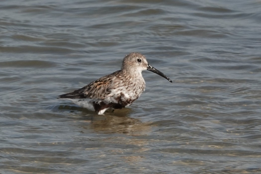 Dunlin