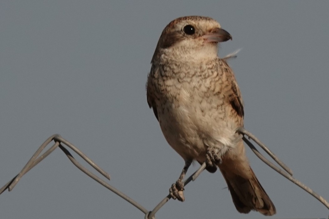Red-backed Shrike