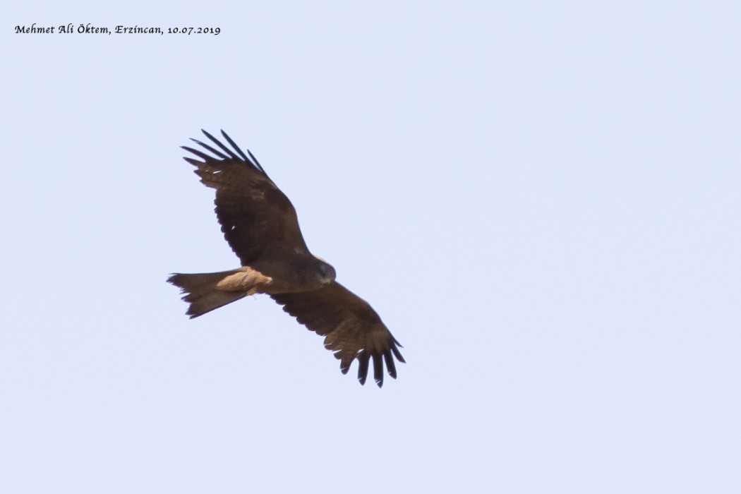Black Kite