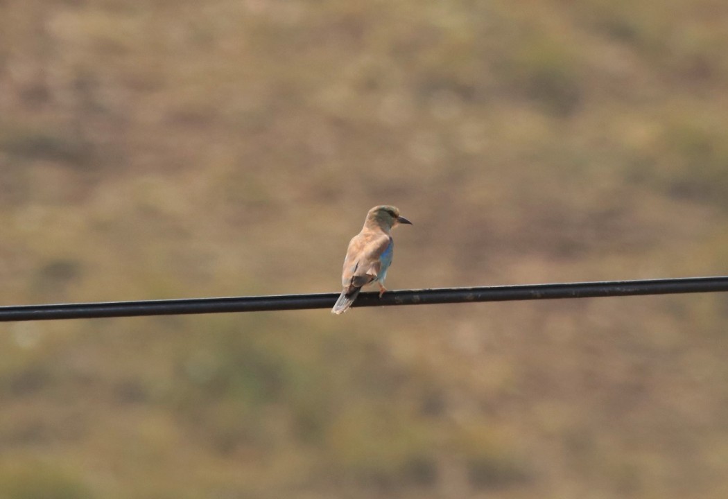 European Roller