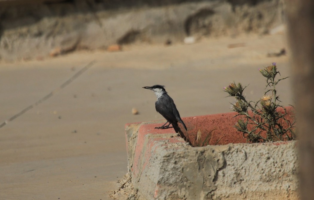Western Rock Nuthatch
