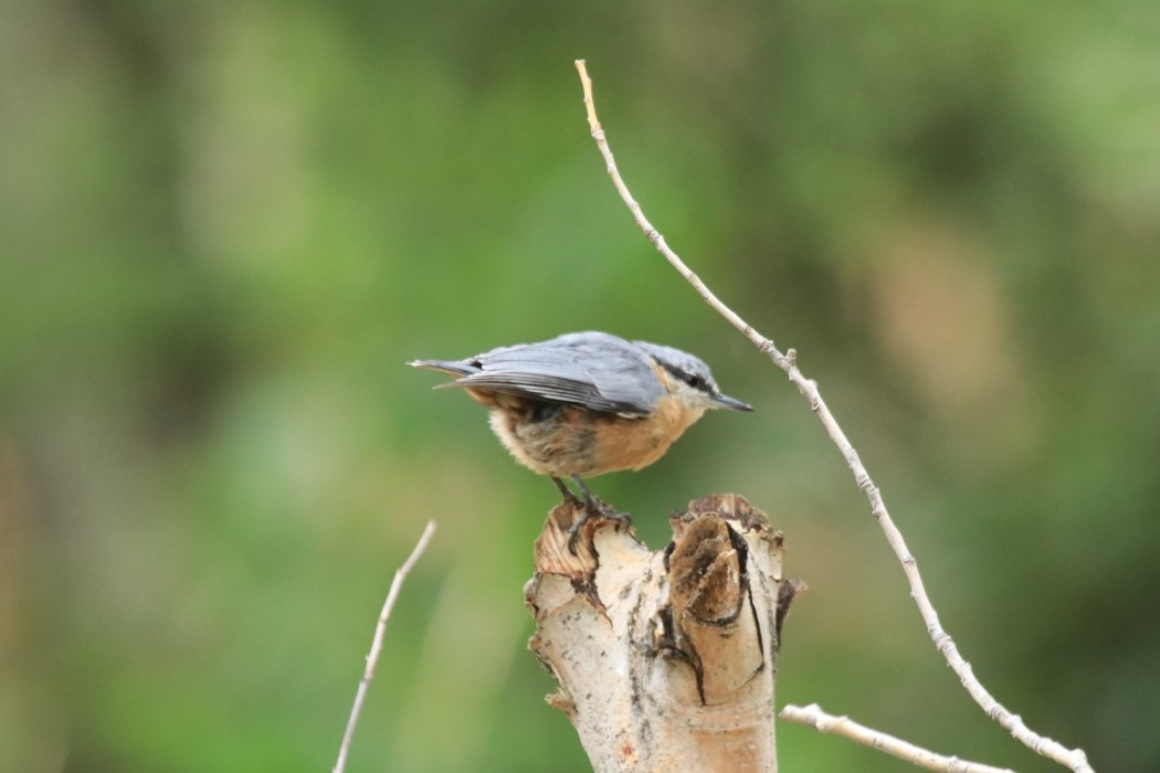Eurasian Nuthatch