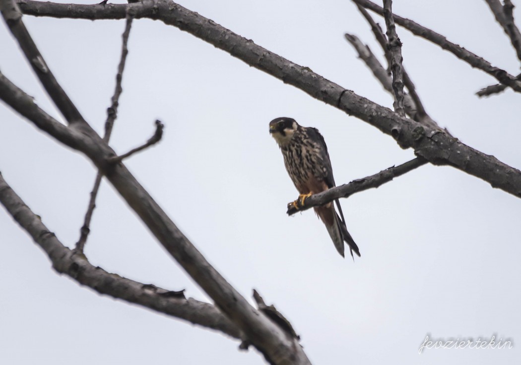 Eurasian Hobby