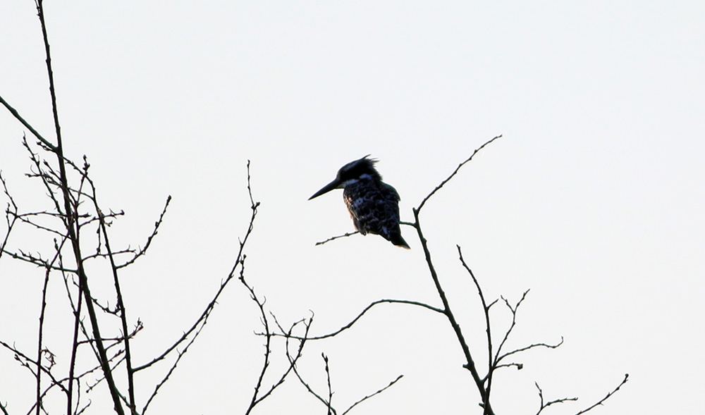 Pied Kingfisher
