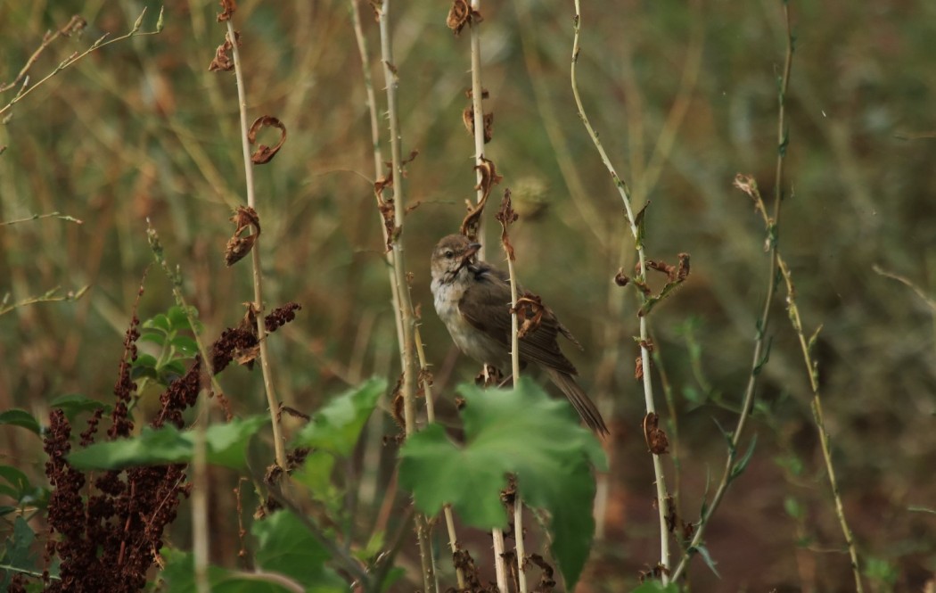 Great Reed Warbler