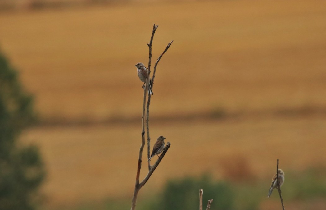 Common Linnet