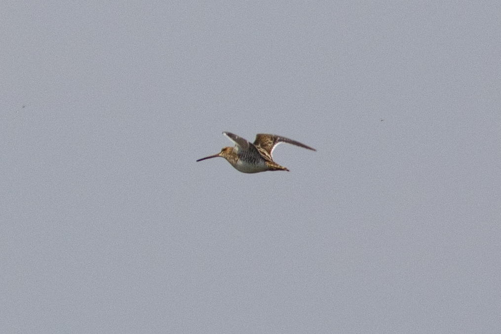 Common Snipe