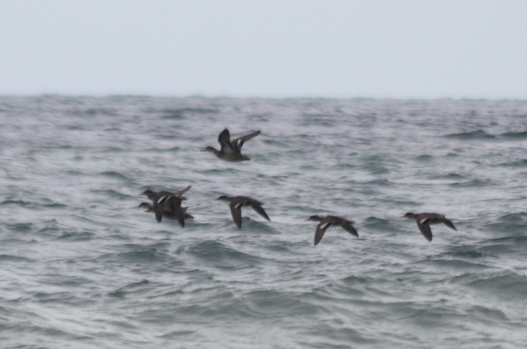 Eurasian Teal