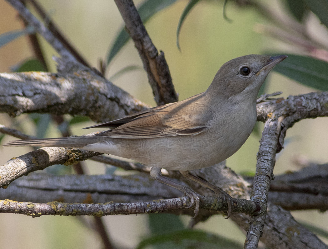 Common Whitethroat