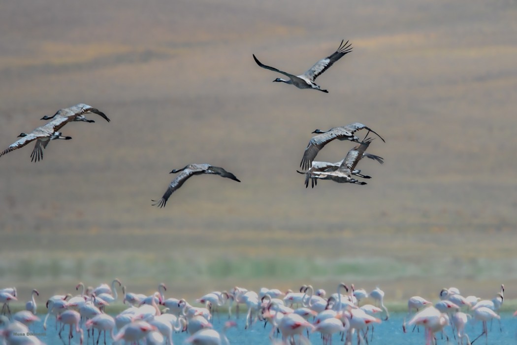Common Crane