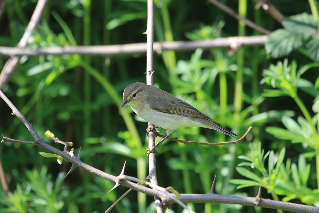 Common Chiffchaff