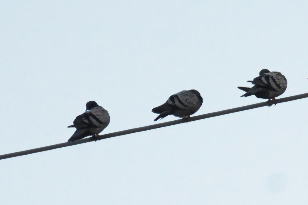 Rock Dove