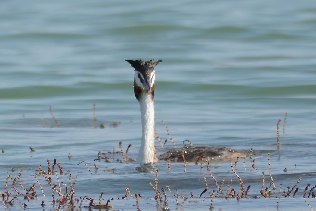 Great Crested Grebe