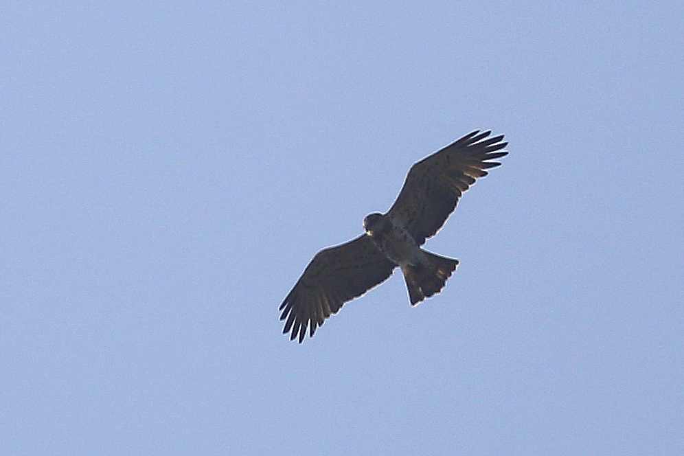 Short-toed Snake Eagle