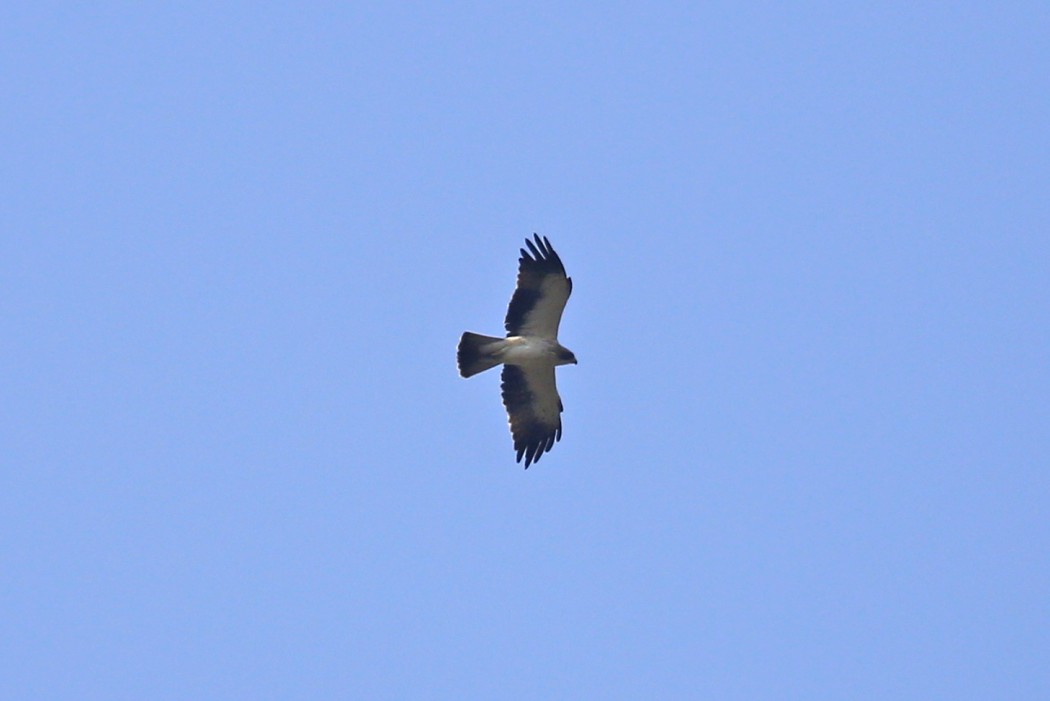 Booted Eagle