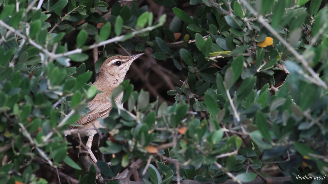 Rufous-tailed Scrub Robin
