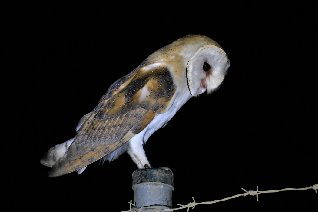 Western Barn Owl