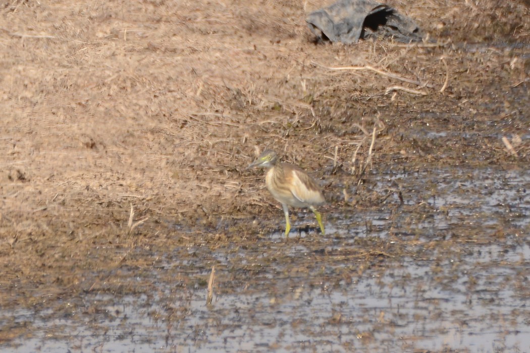 Squacco Heron
