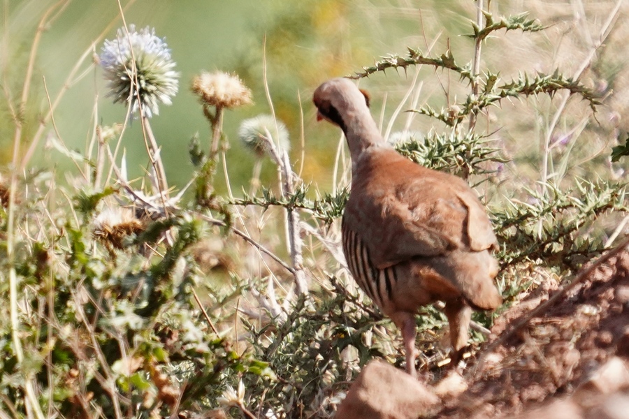 Chukar Partridge