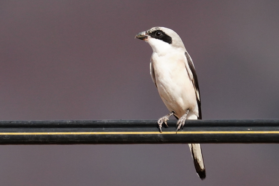 Lesser Grey Shrike