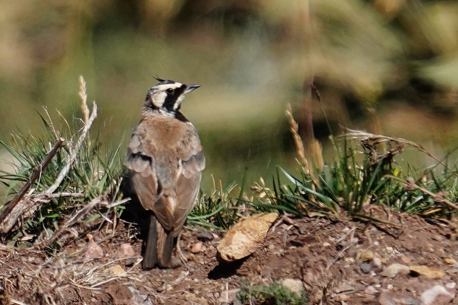 Horned Lark