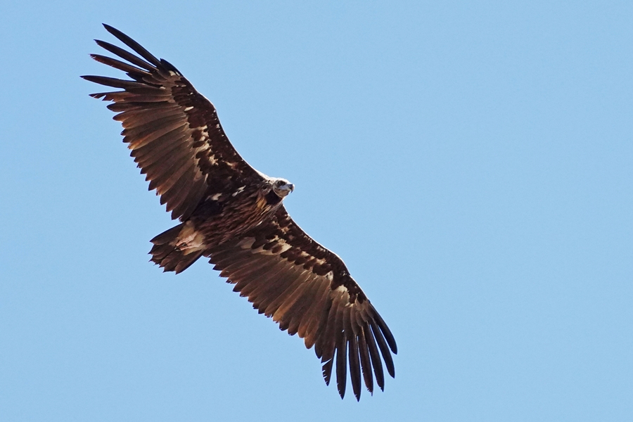 Cinereous Vulture