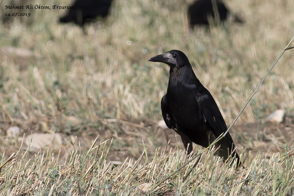 Rook
