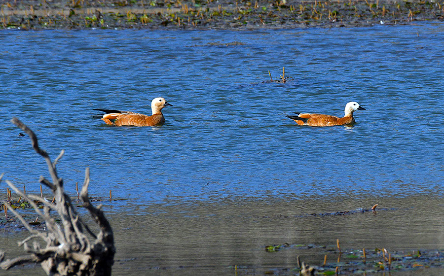 Ruddy Shelduck