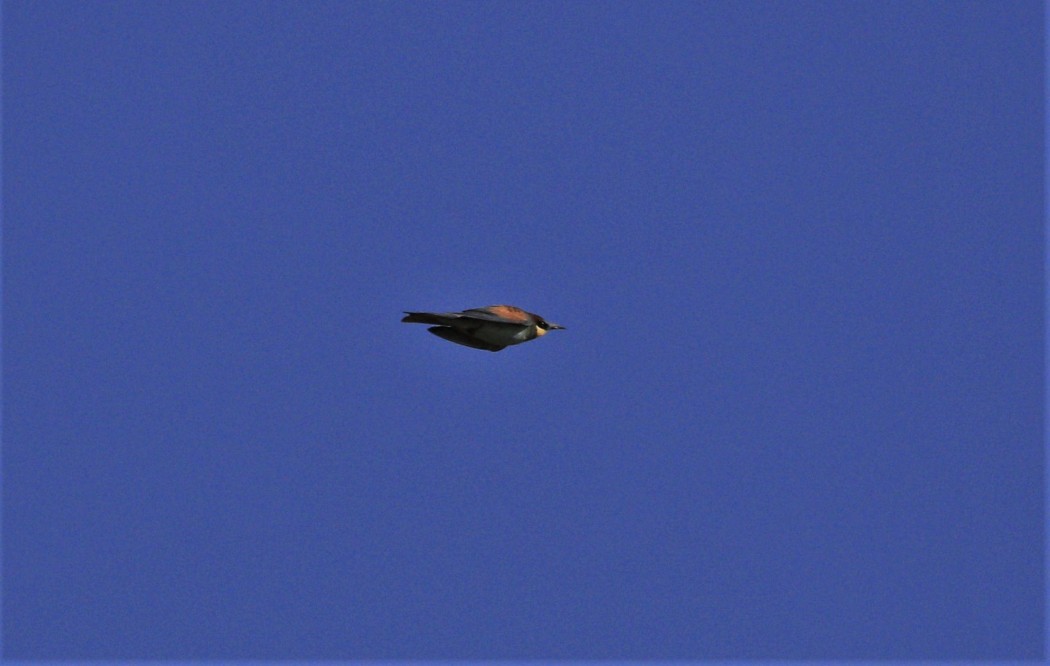 European Bee-eater
