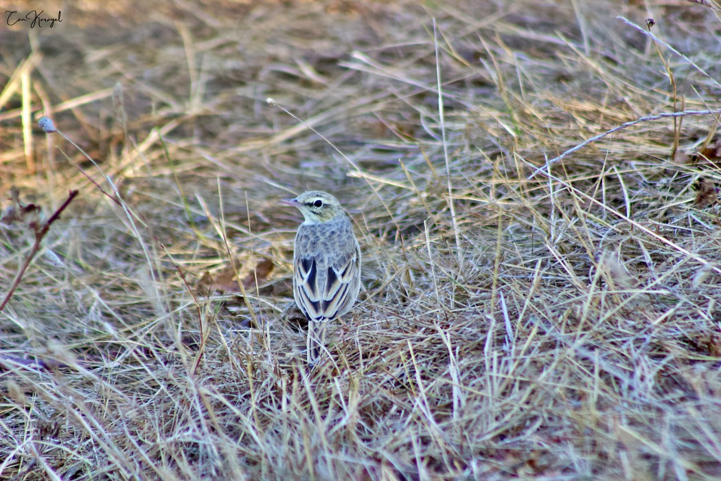 Tawny Pipit