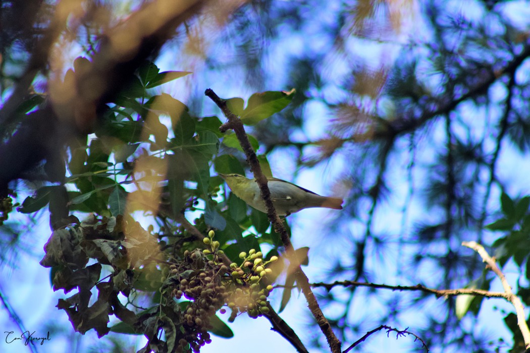 Wood Warbler