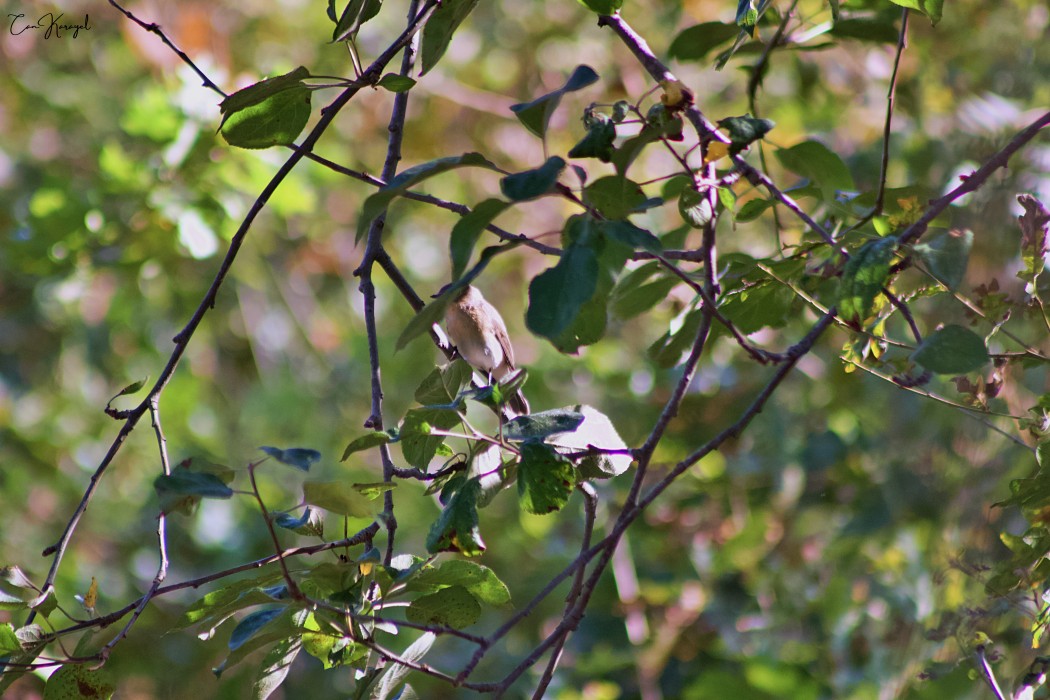 Red-breasted Flycatcher