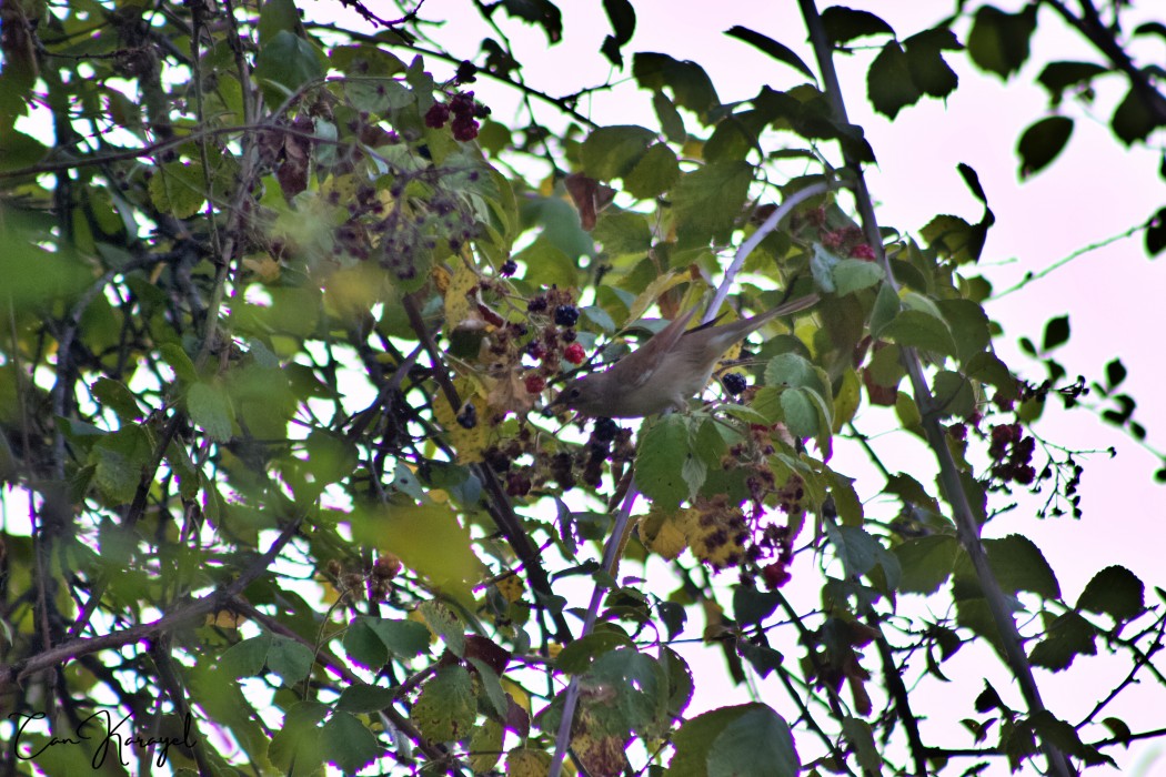 Common Whitethroat