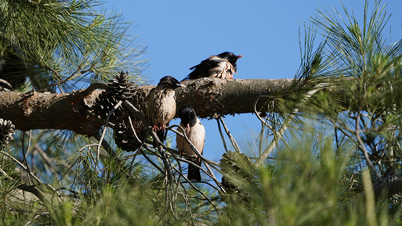 Rosy Starling