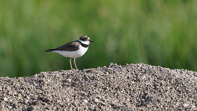 Little Ringed Plover