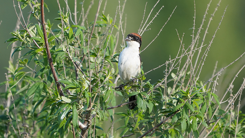 Woodchat Shrike
