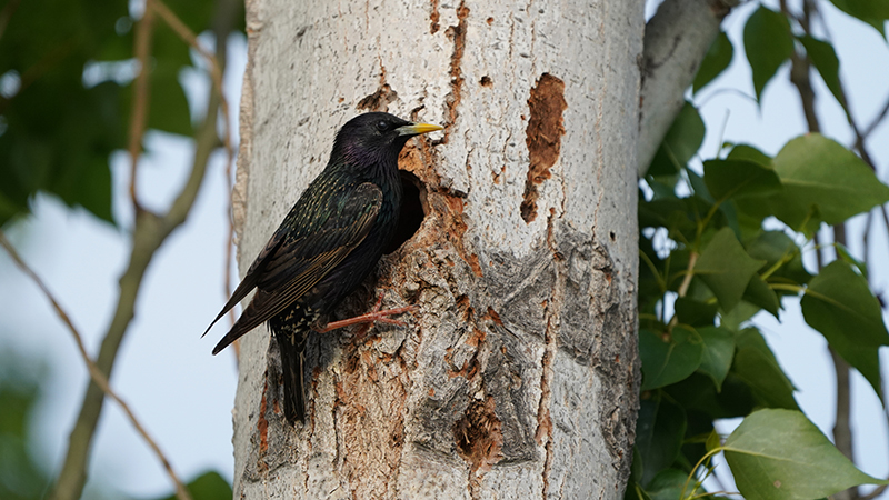 Common Starling