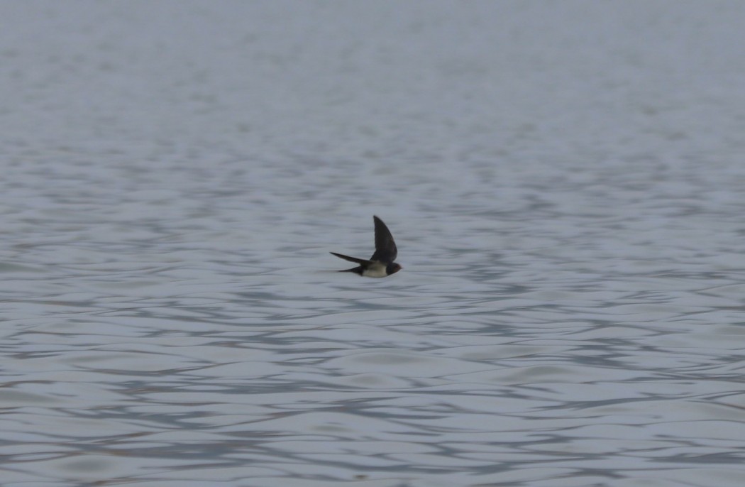 Barn Swallow