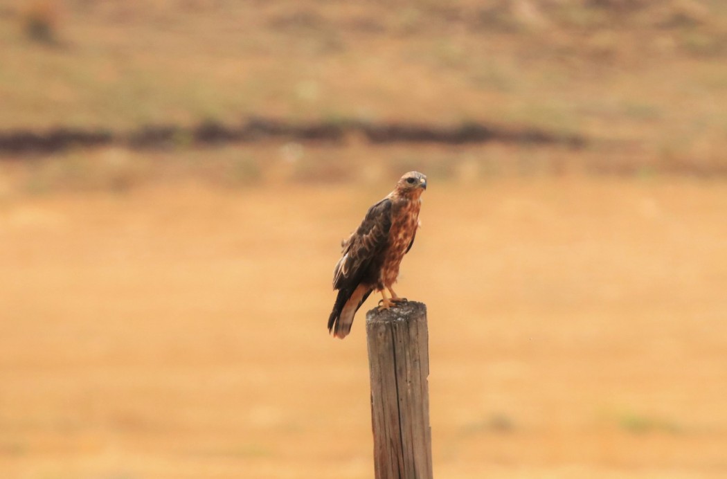 Long-legged Buzzard
