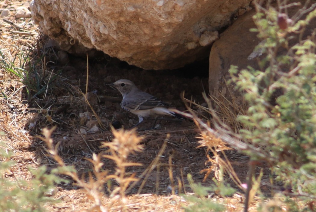 Finsch`s Wheatear