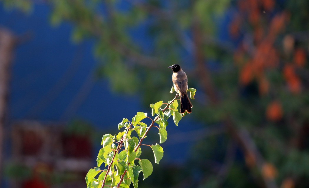 White-spectacled Bulbul