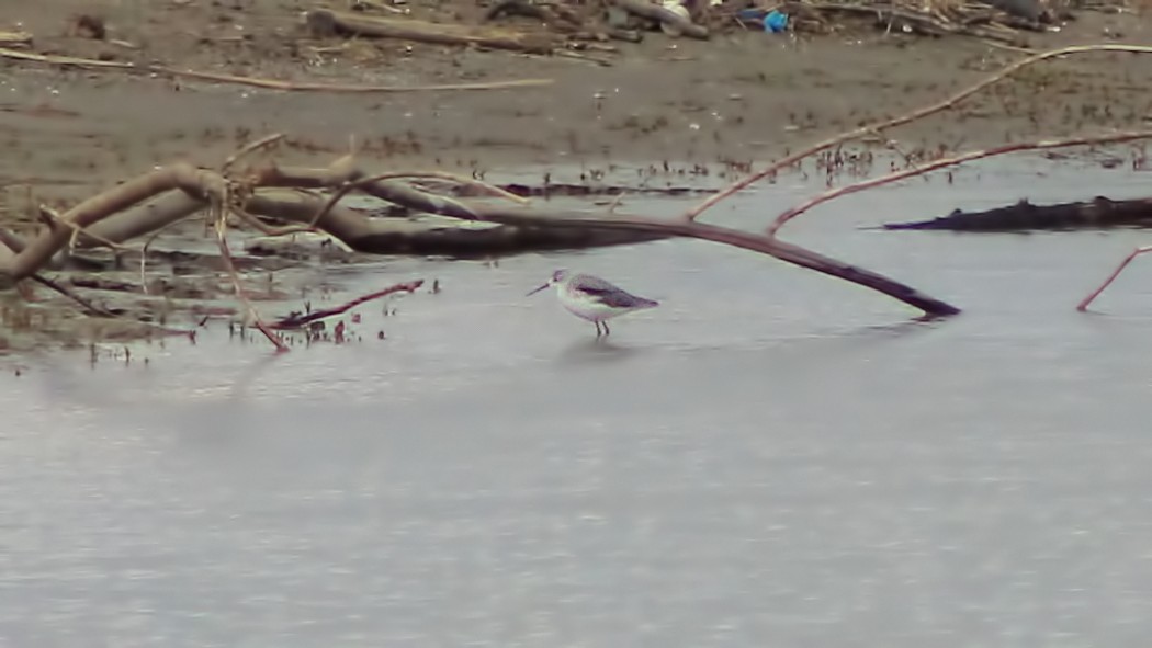Marsh Sandpiper