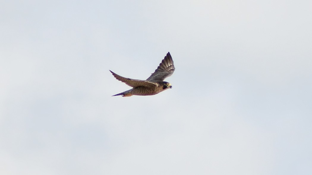 Peregrine Falcon