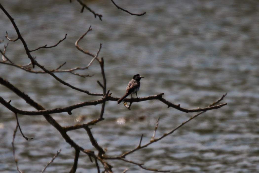 White Wagtail