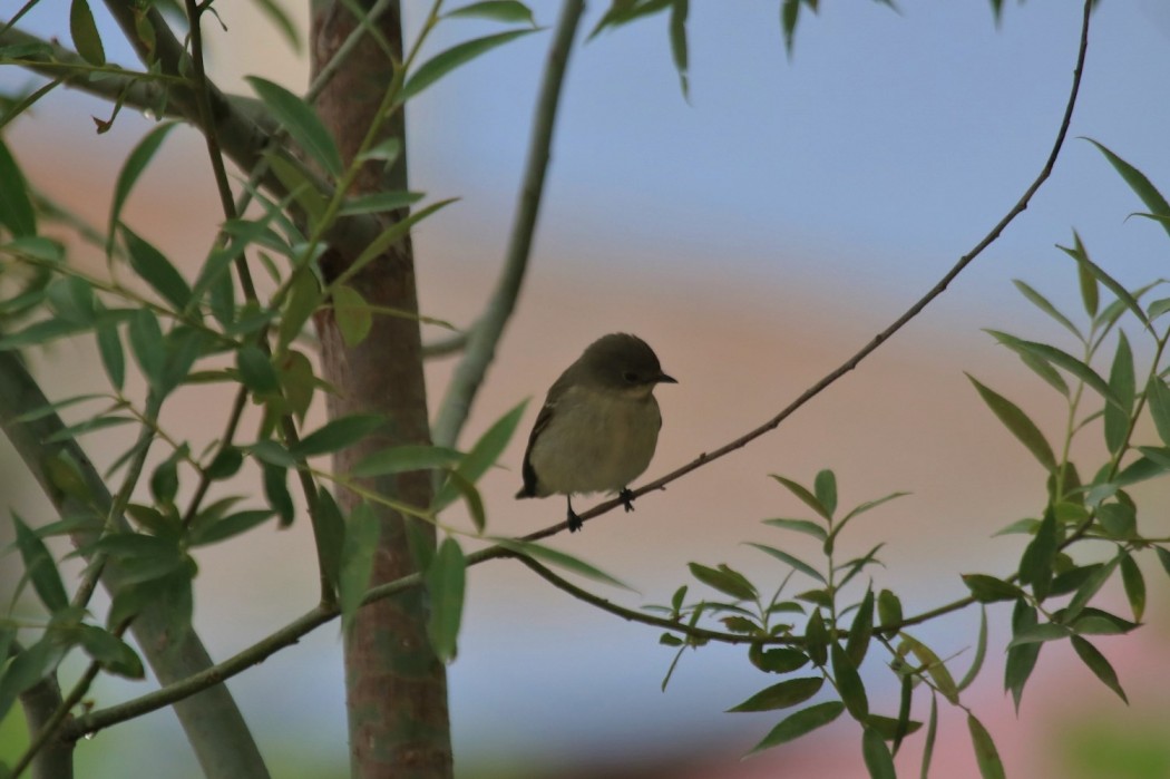 Semicollared Flycatcher