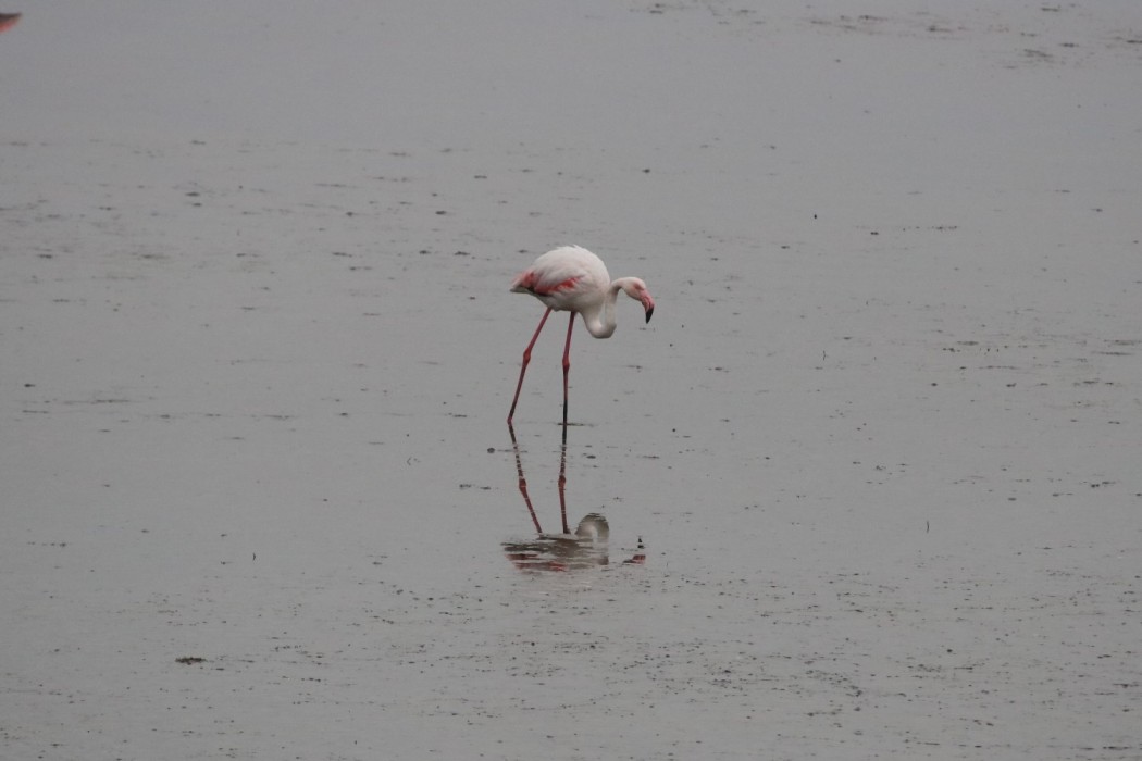 Greater Flamingo