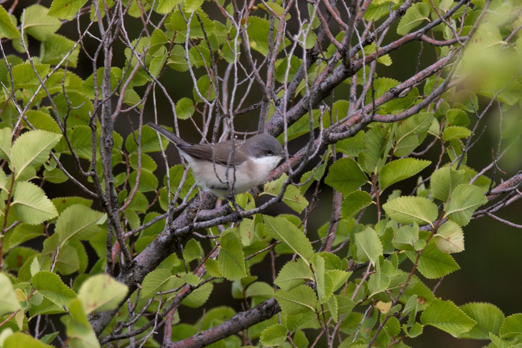 Lesser Whitethroat