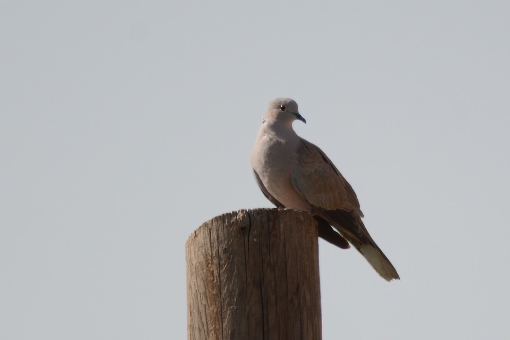 Eurasian Collared Dove